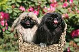 PEKINOIS 197